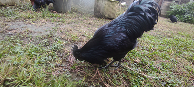 Ornamentali Galli e galline Ayman Cemani