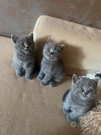 Disponibili gattini scottish Fold e british