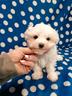 maltese-cucciolo-linea-coreano