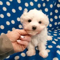 Maltese cucciolo linea coreano