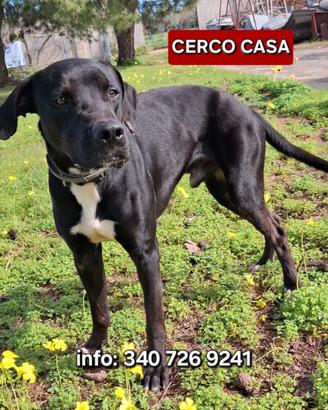 Benny: equilibrato e socievole