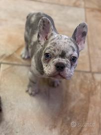 Cucciolo bulldog francese