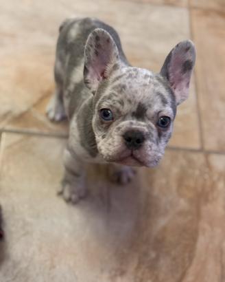 Cucciolo bulldog francese