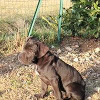 Cucciola Cane Corso special