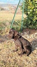 Cucciola Cane Corso special