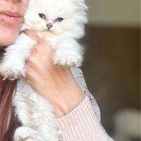 British Longhair Bianco