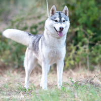 Splendida Femmina Siberian Husky