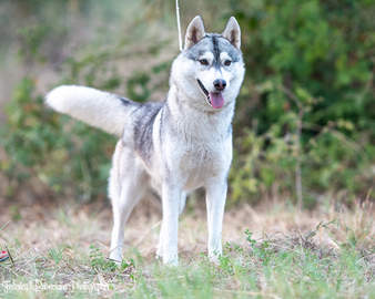 Splendida Femmina Siberian Husky