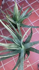 Piante aloe vera 