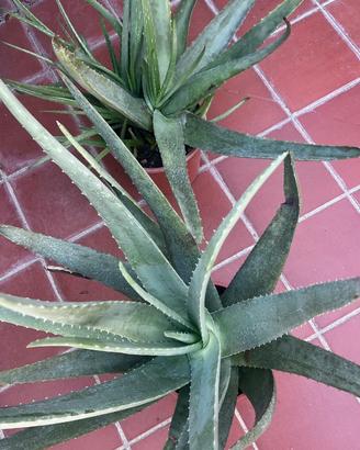 Piante aloe vera 