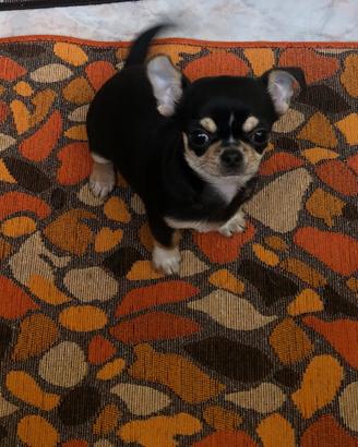 Chihuahua cucciolino dolcissimo