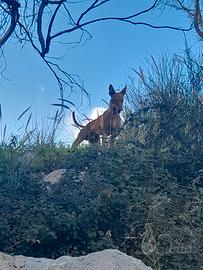 Cirneco dell etna