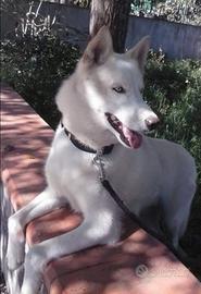 Cuccioli husky