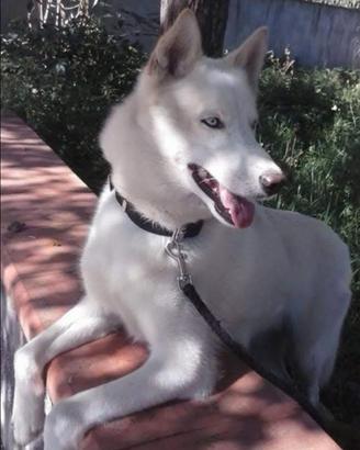 Cuccioli husky