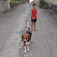 Beagle per monta