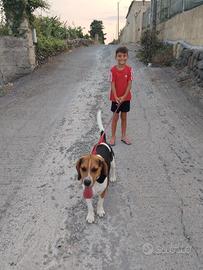 Beagle per monta