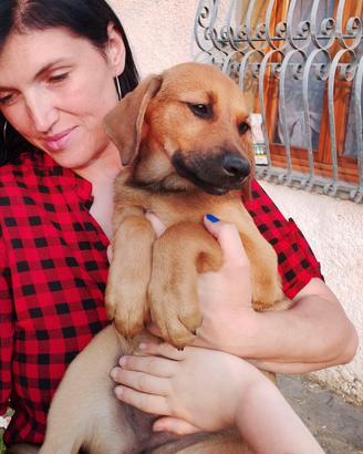 Cucciola 3 mesi taglia media adozione