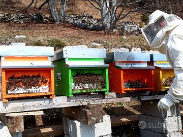 Famiglie di api + attrezzatura