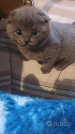 Scottish fold,Scottish straight