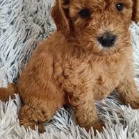 Barboncino cuccioli su prenotazione