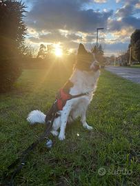 Nuova famiglia per Milo