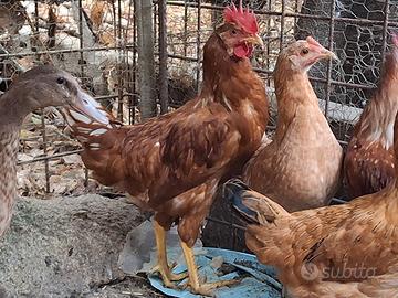 gallo