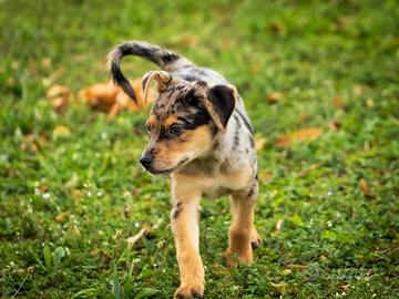 Cucciolo femmina maschi due mesi blue merle