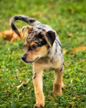 Cucciolo femmina maschi due mesi blue merle