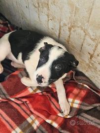 Elba: 3 mesi taglia contenuta