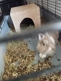 Dono coniglio nano con gabbia