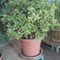 pianta albero di giada