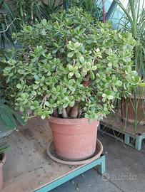 pianta albero di giada