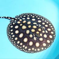 FreshWater Stingray (10/15cm)