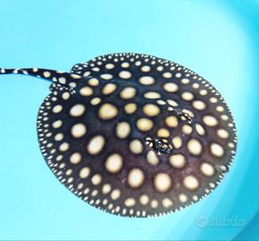 FreshWater Stingray (10/15cm)