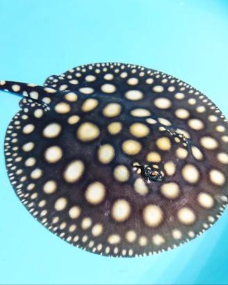 FreshWater Stingray (10/15cm)