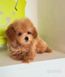 Maltipoo