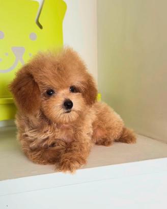 Maltipoo
