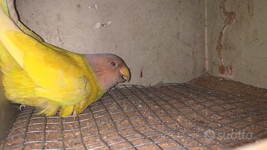 Parrochetti testa prugnata