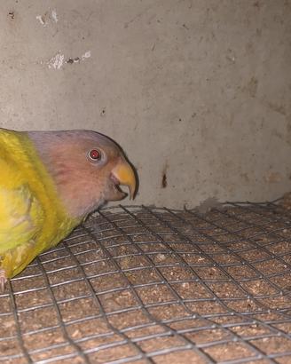 Parrochetti testa prugnata