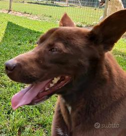 Aron giovane cane maschio, taglia contenuta