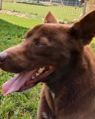 Aron giovane cane maschio, taglia contenuta