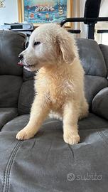 Cucciolo golden retriever pedigree enci