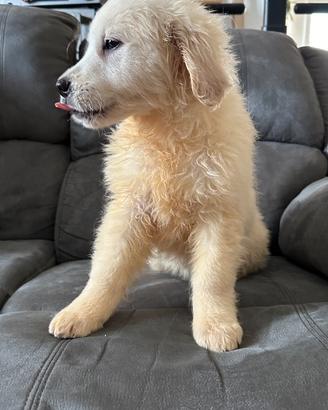 Cucciolo golden retriever pedigree enci