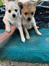 cuccioli-incrocio-volpino-spitz-x-pinscher