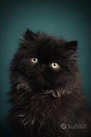 Cucciolo Persiano Nero Pura Razza 🖤 Alta Qualità