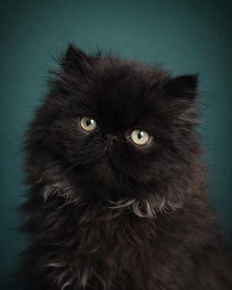 Cucciolo Persiano Nero Pura Razza 🖤 Alta Qualità