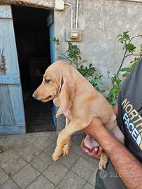 Cuccioli di segugio italiano