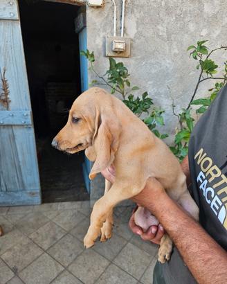 Cuccioli di segugio italiano