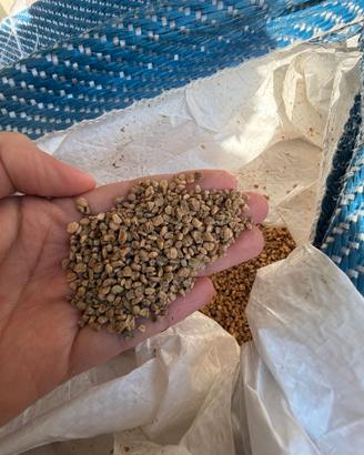Nocciolino di oliva