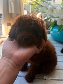 Barboncino toy 2.5 mesi